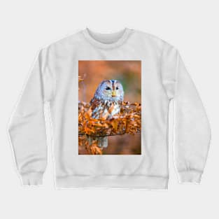 Little Owl Crewneck Sweatshirt